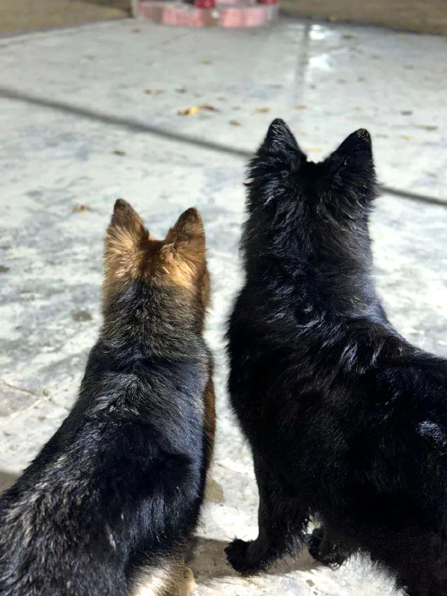 Basco and Bella together