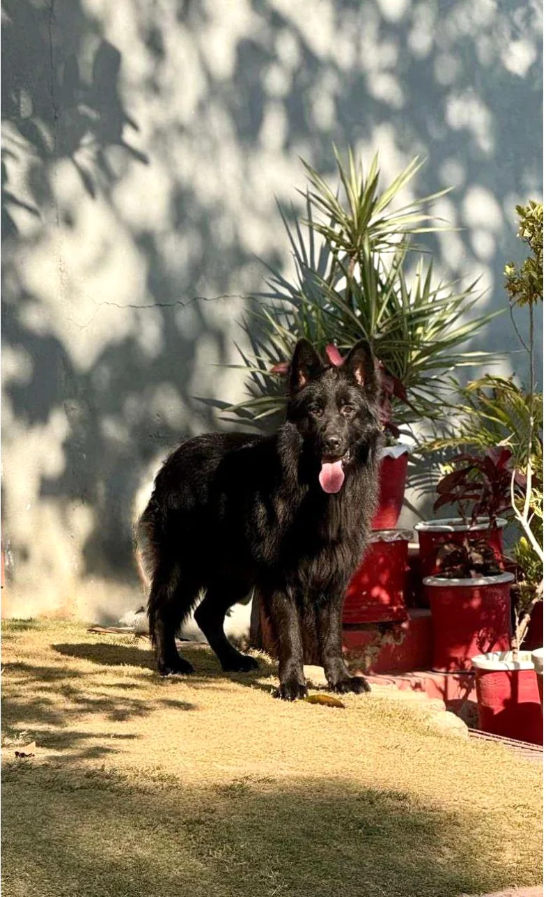 Basco, the jet-black sire