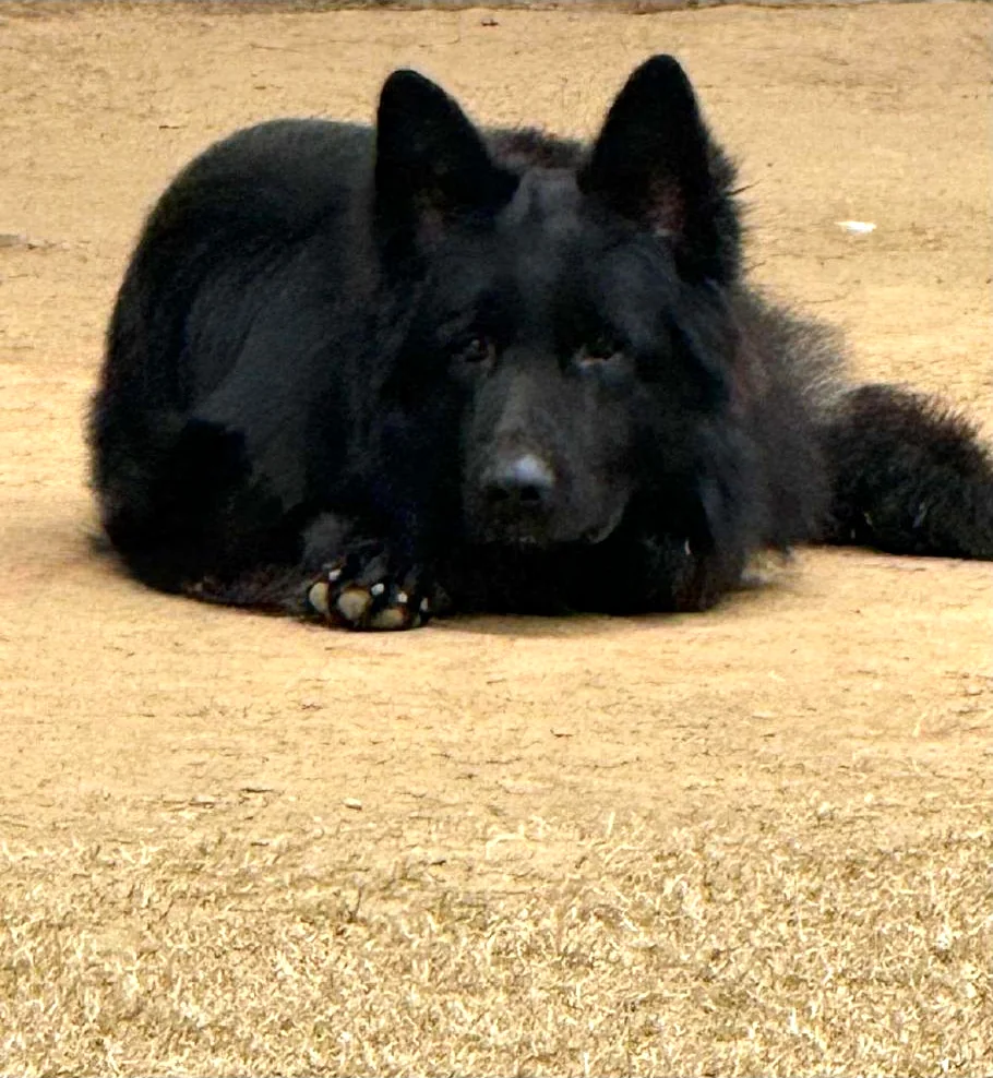 Basco resting on the grass