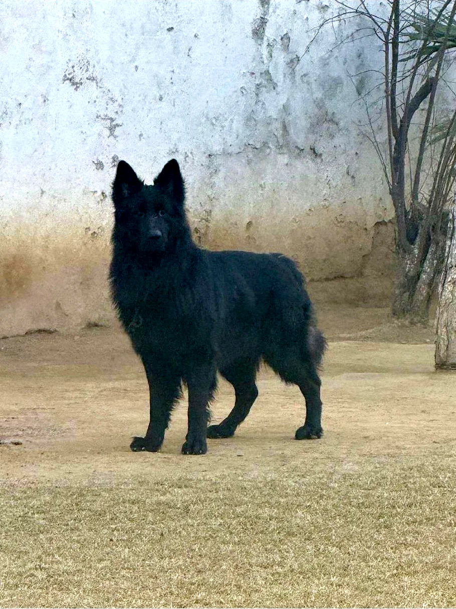 Basco standing outdoors