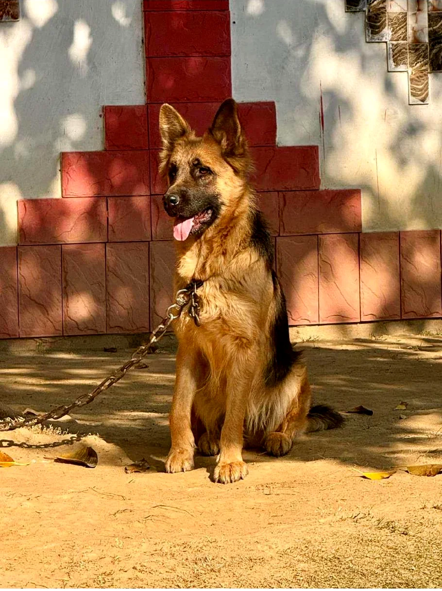 Bella, the black-and-tan dam