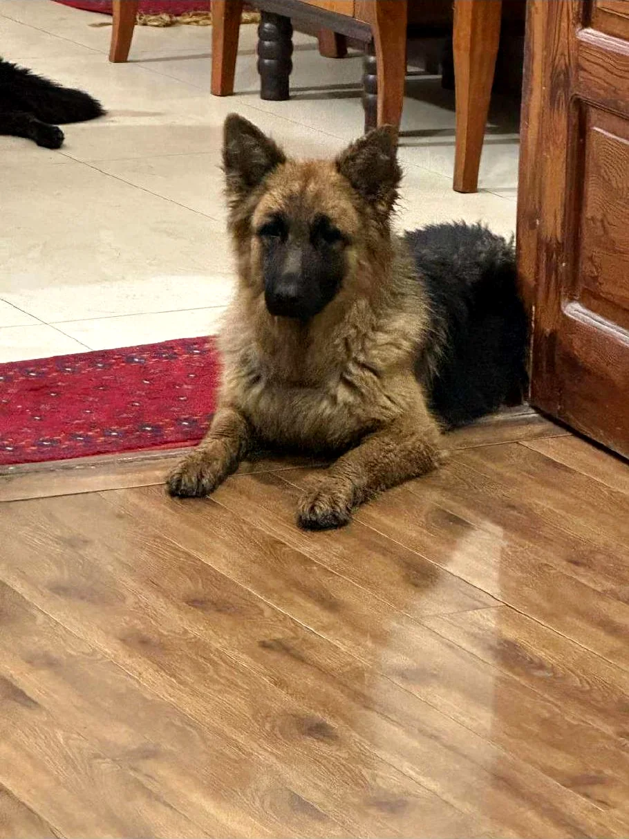 Bella resting indoors