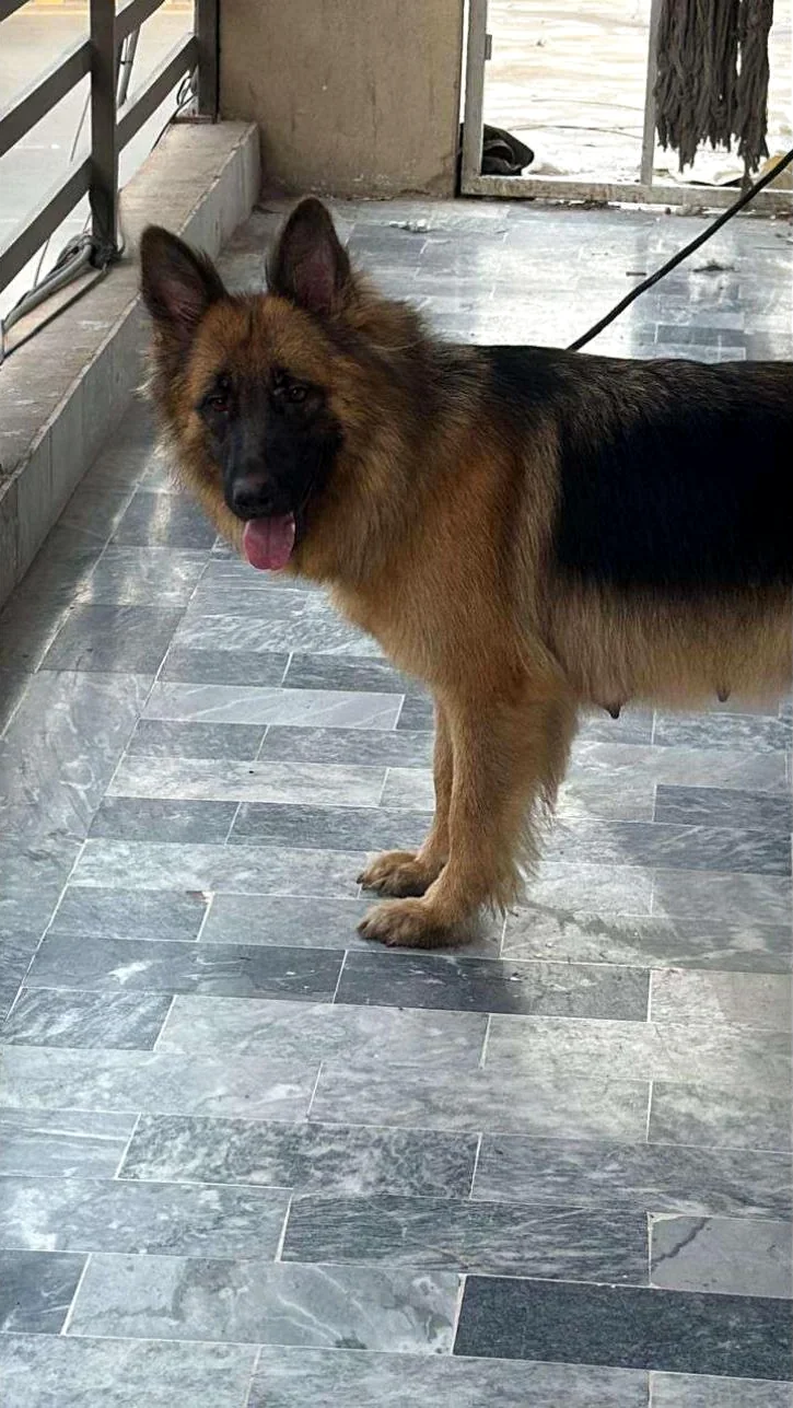Bella standing on the veranda