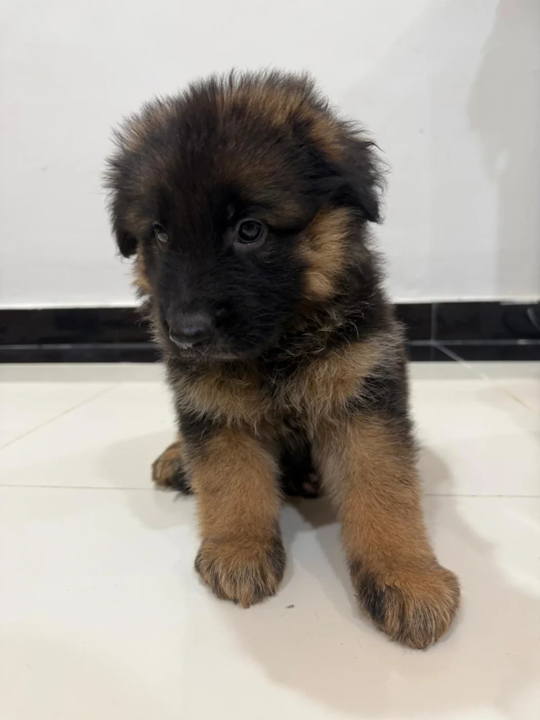 Two puppies from the current litter sitting together